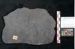 Foto (Objekt + Etikett) von Sigillaria sp. (NHMW-GEO-2024-0188-11216)